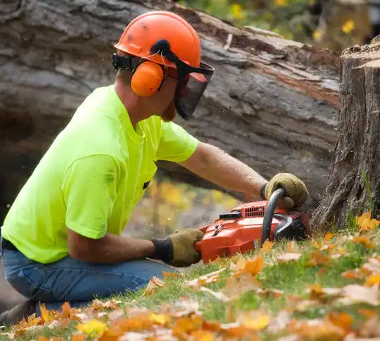 tree services DeWitt